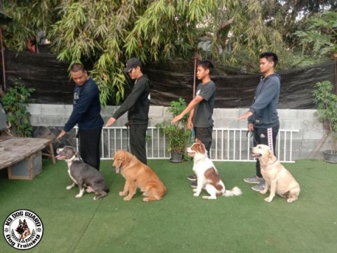 รับฝึกสอนสุนัขมาตรฐานสากล